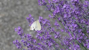 Preview wallpaper butterfly, insect, lavender, flowers, branches, macro