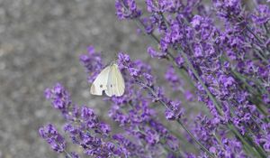 Preview wallpaper butterfly, insect, lavender, flowers, branches, macro