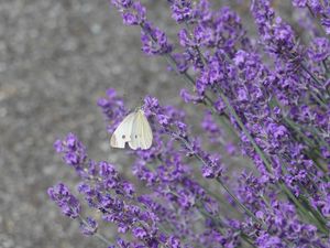 Preview wallpaper butterfly, insect, lavender, flowers, branches, macro