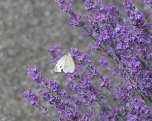 Preview wallpaper butterfly, insect, lavender, flowers, branches, macro