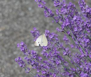 Preview wallpaper butterfly, insect, lavender, flowers, branches, macro