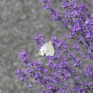 Preview wallpaper butterfly, insect, lavender, flowers, branches, macro