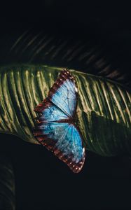 Preview wallpaper butterfly, insect, leaf, macro