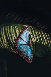 Preview wallpaper butterfly, insect, leaf, macro