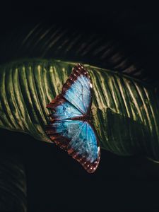 Preview wallpaper butterfly, insect, leaf, macro