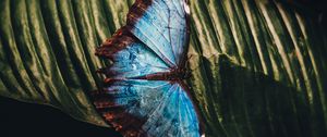 Preview wallpaper butterfly, insect, leaf, macro