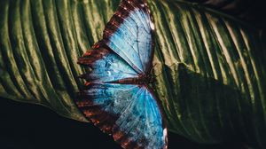 Preview wallpaper butterfly, insect, leaf, macro