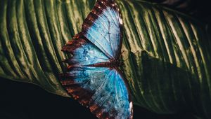 Preview wallpaper butterfly, insect, leaf, macro