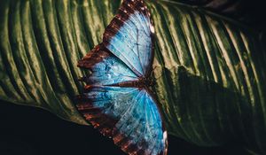 Preview wallpaper butterfly, insect, leaf, macro