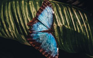 Preview wallpaper butterfly, insect, leaf, macro