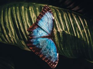 Preview wallpaper butterfly, insect, leaf, macro