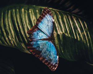 Preview wallpaper butterfly, insect, leaf, macro