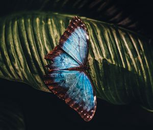 Preview wallpaper butterfly, insect, leaf, macro