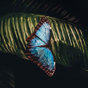 Preview wallpaper butterfly, insect, leaf, macro