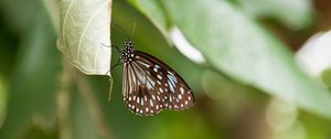 Preview wallpaper butterfly, insect, leaf, macro, diffuse