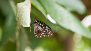 Preview wallpaper butterfly, insect, leaf, macro, diffuse