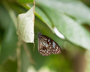 Preview wallpaper butterfly, insect, leaf, macro, diffuse