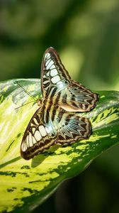 Preview wallpaper butterfly, insect, leaf