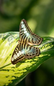 Preview wallpaper butterfly, insect, leaf