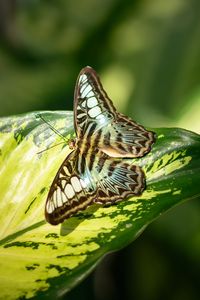 Preview wallpaper butterfly, insect, leaf