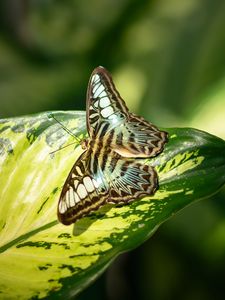 Preview wallpaper butterfly, insect, leaf