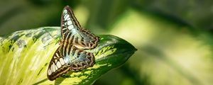 Preview wallpaper butterfly, insect, leaf