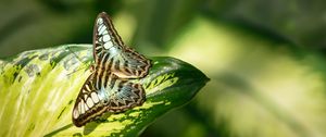 Preview wallpaper butterfly, insect, leaf