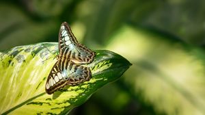 Preview wallpaper butterfly, insect, leaf