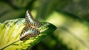 Preview wallpaper butterfly, insect, leaf