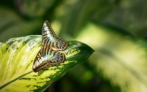 Preview wallpaper butterfly, insect, leaf