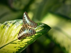 Preview wallpaper butterfly, insect, leaf