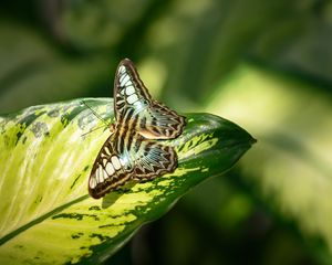 Preview wallpaper butterfly, insect, leaf