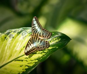 Preview wallpaper butterfly, insect, leaf