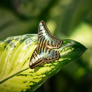 Preview wallpaper butterfly, insect, leaf