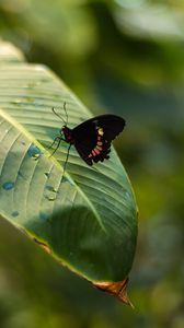 Preview wallpaper butterfly, insect, leaf, drops, macro