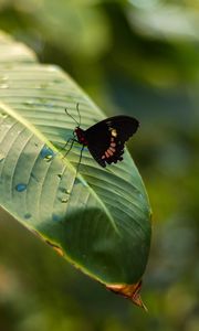 Preview wallpaper butterfly, insect, leaf, drops, macro