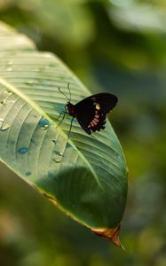 Preview wallpaper butterfly, insect, leaf, drops, macro