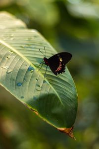 Preview wallpaper butterfly, insect, leaf, drops, macro