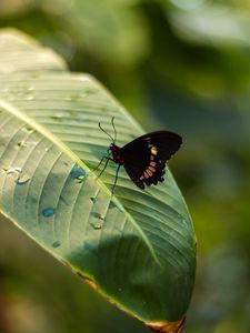 Preview wallpaper butterfly, insect, leaf, drops, macro