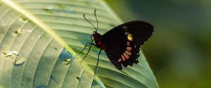 Preview wallpaper butterfly, insect, leaf, drops, macro