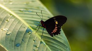 Preview wallpaper butterfly, insect, leaf, drops, macro