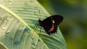 Preview wallpaper butterfly, insect, leaf, drops, macro