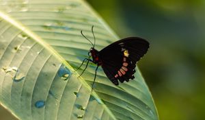 Preview wallpaper butterfly, insect, leaf, drops, macro