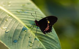 Preview wallpaper butterfly, insect, leaf, drops, macro