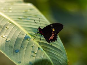Preview wallpaper butterfly, insect, leaf, drops, macro