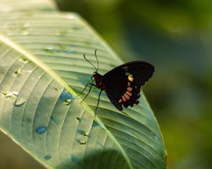 Preview wallpaper butterfly, insect, leaf, drops, macro