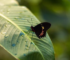 Preview wallpaper butterfly, insect, leaf, drops, macro