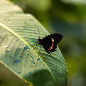 Preview wallpaper butterfly, insect, leaf, drops, macro