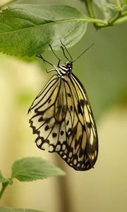 Preview wallpaper butterfly, insect, leaf, macro, green