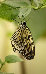 Preview wallpaper butterfly, insect, leaf, macro, green